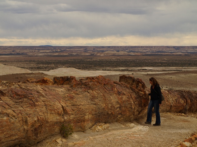 ../../Pictures/240110/034 versteinerte Araukarie.JPG